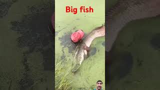 fisherman fishing fishermanlife fruit shortsvideo viralvideo fish fishingtips fishermans [upl. by Aloke117]