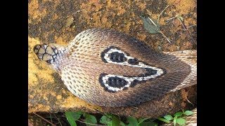 Watch Indian Cobra Shedding Its Skin HD [upl. by Serge26]