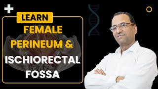 Female Perineum amp Ischiorectal Fossa Hinglish  Dr Rajesh Kaushal  104 [upl. by Golding]