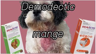 Dealing with demodectic mange Ivermectin Bravecto [upl. by Enid]