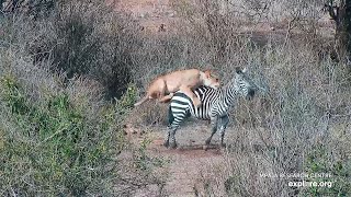 Lion Kill Female Lion Hunts Zebra Uncut Raw Footage [upl. by Acimad]