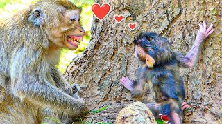 Awesomely movement shows how young mother monkey Ada teaches her 4dayold baby to walk [upl. by Michaud]