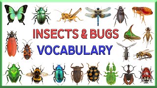 Insects Vocabulary  Bug amp Insects Vocabulary  100 Insects Names  Insects  Kids Educational Topic [upl. by Rosalynd]