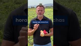 ¿DONDE PREFIERES COMPRAR agricultura economia españa agriculturasustentable ahorro [upl. by Niatirb]