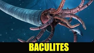 BACULITES MAX LEVEL 40  Jurassic World The Game [upl. by Annait406]