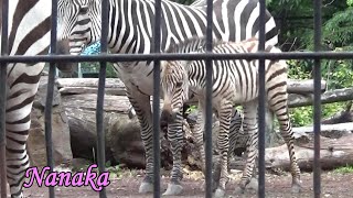 01 Cute zebra baby NANAKAs adventure シマウマの赤ちゃんの成長記録【Cute animal baby videos】【羽村市動物公園】 [upl. by Euf520]