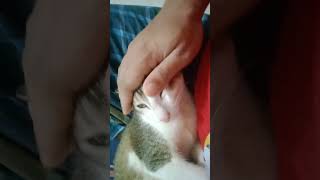 আমার লিও সোনা😊 cat catlover cats shorts short shortvideo trending viralvideo coxsbazar bd [upl. by Tserof]