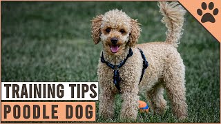 How To Train A Poodle  Dog World [upl. by Bonnes]