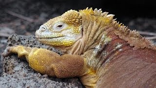 Reptiles of Galapagos Islands [upl. by Kitti]