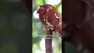 Species of Potoo  Part 2 potoo wildlife shorts [upl. by Aikenat]