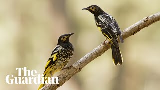 How Australias regent honeyeaters are learning the wrong songs [upl. by Erodisi]