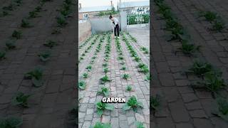 From Brick Yard to Vegetable Haven [upl. by Aurlie]