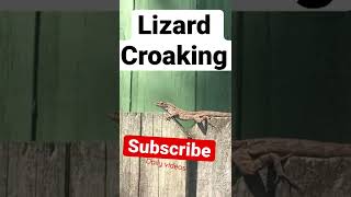 Best example of lizard croakingchirping barking [upl. by Anuhsal]