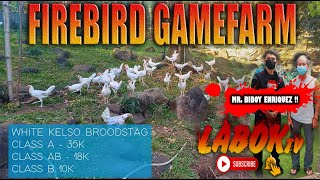 FIREBIRD GAMEFARM RANGING AREA TOUR NO 3  LABOK TV [upl. by Flip]