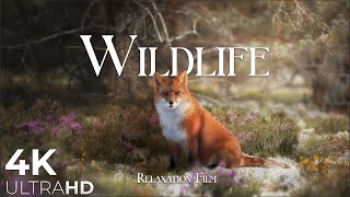 Wildlife Animals Relaxation Film 4K  Peaceful Relaxing Music  4k Video UltraHD [upl. by Ahsiuqal]