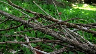 Phasmatodea  Stick insect [upl. by Tomchay745]