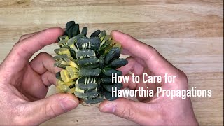 How to Care for Haworthia Propagations [upl. by Philips105]