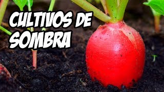 7 Vegetales Que Podemos Plantar en la Sombra  La Huerta de Ivan [upl. by Aelyk]