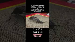 ギラファノコギリクワガタ ギラファ・クワコップ vs パラワンオオヒラタクワガタ チョーク 二本目 クワガタ 虫バトル [upl. by Josy398]