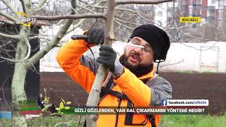 Meyve Ağaçlarında Yaz Budaması  BUDAMA AŞILAMA TEKNİKLERİ  Çiftçi TV [upl. by Eellac]