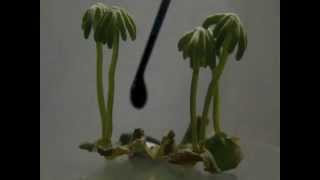 Marchantia polymopha [upl. by Anselma321]