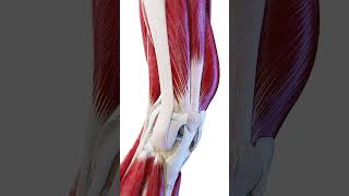 🏋️ The Knee in Motion Muscles amp Ligaments at Work 🏋️ anatomy [upl. by Chalmer257]