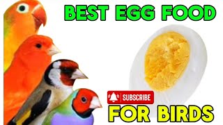 Best egg food for birds [upl. by Rufina]