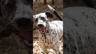 Dalmatian Unknown Facts dalmation dog dogs animalfacts animallover [upl. by Asus877]