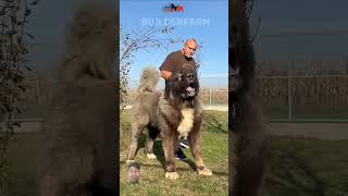 Caucasian Shepherd vs Pitbull The Ultimate Breed Battle 🐾🐶 shorts pitbull caucasian [upl. by Jelene]