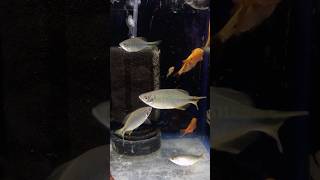 Blue Danio Fish 60rs pair twinzaquarium aquarium fish fishaquarium fishtank aquariumfish [upl. by Jamal]