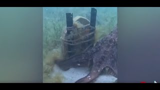 Octopus Guides Familiar Diver to Hidden Underwater Shrine [upl. by Ennadroj]