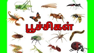 பூச்சிகள்INSECTS [upl. by Nussbaum]