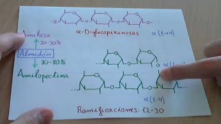 Almidón amilosa y amilopectina  Biología [upl. by Mcculloch]