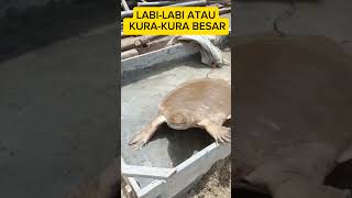 LABILABI TERBESAR labilabi kurakura penyu [upl. by Cassandra]