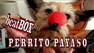 Beatbox Perrito Payaso  BEATBOXING CLOWN DOG [upl. by Kciv]