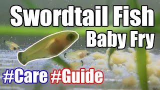 How to Take Care of Baby Swordtail  Tips On Increasing Fish Frys Survival [upl. by Rufford]