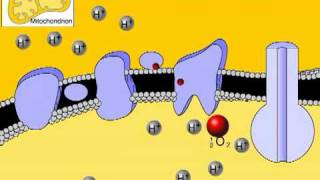 Electron Transport Chain Animation Overview Chemiosmosis HQ [upl. by Notgnirrac]