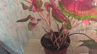 Caladium Update Pruning and Letting Go [upl. by Estrella410]