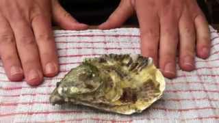 How to shuck an oyster with a screwdriver [upl. by Judson311]