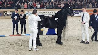 King👑 of the stallions JASPER 366 The one and only 😍 Friesian Horse [upl. by Lateh]