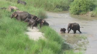 Bardiya national park tinkuna santosh tharu [upl. by Lehte]