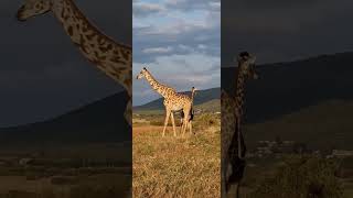 One striped tail and two long necks zebra giraffes animals africa [upl. by Inaboy]