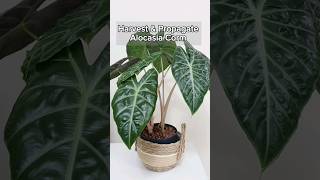 Harvest and Propagate Alocasia Corms in Fluval Stratum shorts alocasia propagation [upl. by Zackariah156]