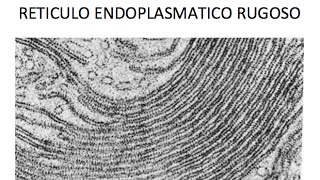 El retículo endoplasmático rugoso [upl. by Aryan]