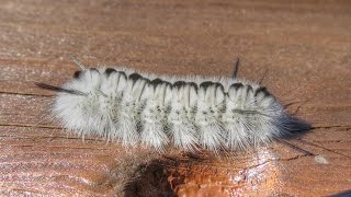 Banded Tussock Moth Caterpillar [upl. by Eelyek]