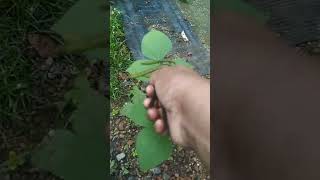 പയറുമണികൾ 🥰youtubeshorts shortsvideo shortsfeed tips farming malayalam [upl. by Moynahan822]