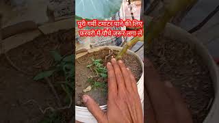 छत पर टमाटर कैसे उगाएंगमले में सब्जी कैसे उगाएंHow to grow tomatoShortsHome garden [upl. by Roos435]