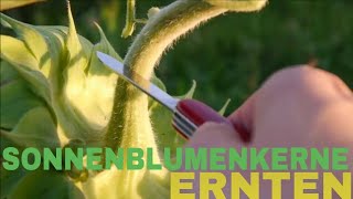 Sonnenblumenkerne Ernten [upl. by Otrebide726]