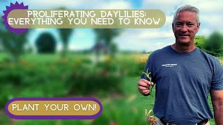 Free Daylilies  Understanding Daylily Proliferations [upl. by Ettevram]