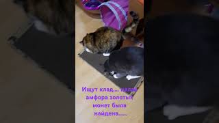 Кладоискатели юмор cat funny [upl. by Ailad]